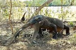 Rồng komodo nuốt chửng khỉ chỉ vỏn vẹn trong nửa phút