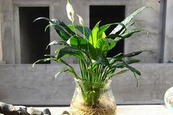 Chọn cây phong thủy hợp ngành nghề, tấn tài tấn lộc