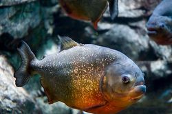 Cận cảnh màn xâu xé con mồi của cá Piranha bụng đỏ