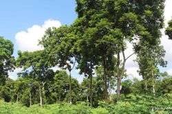 Đặc sản trám đen Thanh Chương khan hàng, đội giá