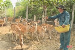 Lão nông Hà Tĩnh 'thu phục' loài hươu sao như thế nào?