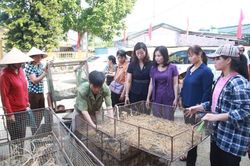 Thành lập tổ hợp tác chăn nuôi theo hướng an toàn sinh học