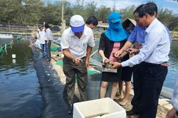 Mô hình nuôi hải sâm ghép với ốc hương đem lại hiệu quả cao