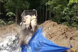 Tự ý thu tiền của người dân trong quá trình tiêu hủy lợn bị bệnh