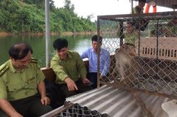 Hà Tĩnh: Thả 12 cá thể khỉ quý hiếm về rừng