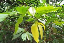 QUÊN RỒI HOA DẺ NGÀY XƯA