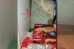 Phát hiện rợn người khi mở hộp 'quà' trong tủ đá