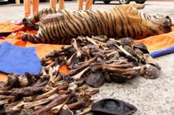 Bất ngờ về những đối tượng tiêu thụ cao hổ cốt
