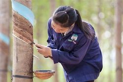 Bầu Đức chấm dứt mảng kinh doanh chăn nuôi bò