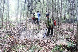 Đông Hà chú trọng bảo vệ và phát triển rừng