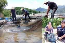 Chiêm Hóa phát triển nghề cá lồng trên sông Gâm