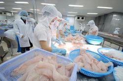 Tín dụng cá tra dồn vào đầu tư giống