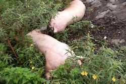 Lại vô tư vứt xác lợn dịch bên ta-luy quốc lộ 1