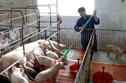 Không nên nóng vội tái đàn lợn