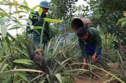 Sê Sáp trong nắng sớm