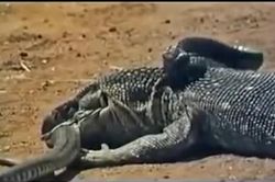 Hãi hùng cảnh kỳ đà khổng lồ 'xé xác' hổ mang chúa