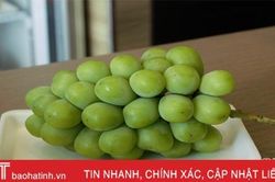 'Choáng' với chùm nho giá gần 1 chỉ vàng ở TP Hà Tĩnh