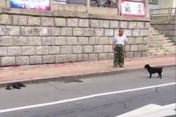 Bạn đời bị xe đâm chết trên đường, chú chó nhất quyết đứng canh, không chịu rời đi