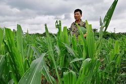 Kông Chro: Hơn 2.285 ha ngô bị sâu keo mùa thu gây hại