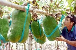 Khu vườn chuyên trồng những quả bí 'khổng lồ' ở Việt Nam