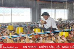 HTX ở Lộc Hà nuôi gần 8 vạn con gà, 'đẻ' lãi 1 tỷ đồng/năm
