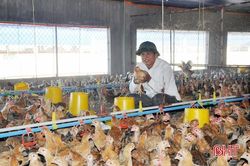 HTX ở Lộc Hà nuôi gần 8 vạn con gà, 'đẻ' lãi 1 tỷ đồng/năm