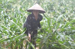 Huyện Mỹ Đức sẽ vận hành tối đa các máy bơm tiêu dã chiến chống ngập úng