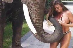 Voi cố xé toạc bikini của cô nàng người mẫu