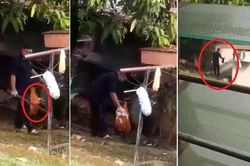 Phẫn nộ trước cảnh người đàn ông dùng gậy đập chết 2 con chó nhỏ, ai can cũng không được