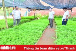 Toàn tỉnh trồng mới 4.500 ha rừng