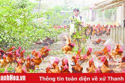 Những vấn đề đặt ra trong chuyển đổi vật nuôi sau dịch tả lợn châu Phi