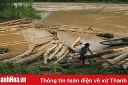 Nước lũ cuồn cuộn chảy, người dân vẫn liều mình ra vớt gỗ