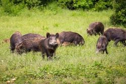 Dịch tả lợn châu Phi bùng phát ở Đông Âu