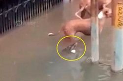 Mưa to khủng khiếp, cá sấu ngụp lặn trên phố dọa người