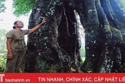 Mục sở thị cây thị cổ hơn 700 tuổi ở Hà Tĩnh