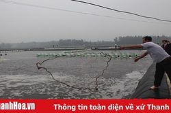 Xã Hải Châu phát triển nghề nuôi trồng, khai thác thủy, hải sản