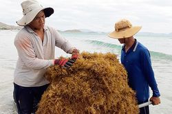 Ninh Phước vào mùa rong mơ