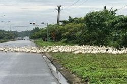 Cần giải quyết triệt để tình trạng gia súc, gia cầm thả rông trên đường nội thành