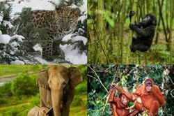 Bảo vệ động vật hoang dã: Trách nhiệm của mỗi người