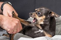 Hà Nội trong danh sách 18 tỉnh/ thành phố có nhiều người tử vong do bệnh dại
