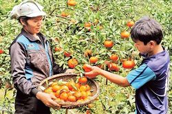 Xây dựng chỉ dẫn địa lý cho nông sản