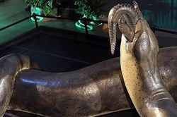 Loài trăn khổng lồ thời cổ đại có thể to lớn đến mức nào?