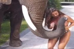 Mẫu nữ Playboy bị voi công khai 'sàm sỡ'