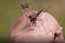 Mỹ: Ghi nhận những ca nhiễm virus Tây sông Nile đầu tiên ở người