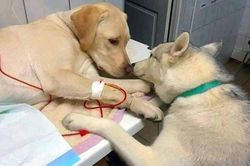 16 khoảnh khắc về tình yêu của động vật khiến bạn tan chảy