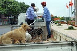 Tình trạng thả rông chó đã được hạn chế
