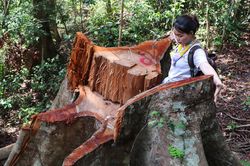 Rừng đầu nguồn ở Quảng Nam bị tàn phá