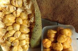 Độc đáo giống mít tố nữ sai quả, dễ dàng bóc cả buồng ở Malaysia