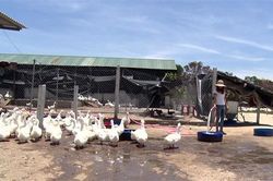 Khởi nghiệp với mô hình nuôi vịt khép kín