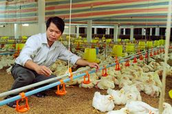 Chăn nuôi theo vùng, xã trọng điểm: Đòi hỏi những giải pháp căn cơ
